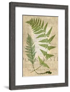 Fern Folio IV-Vision Studio-Framed Art Print