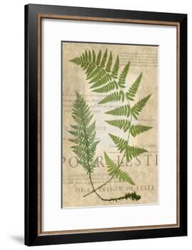 Fern Folio IV-Vision Studio-Framed Art Print