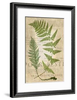Fern Folio IV-Vision Studio-Framed Art Print