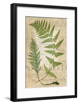 Fern Folio IV-Vision Studio-Framed Art Print