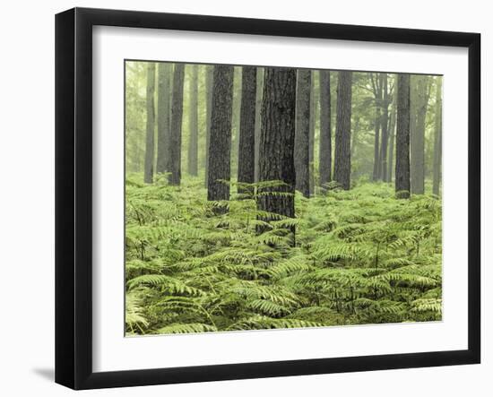 Fern Forest-Assaf Frank-Framed Giclee Print