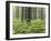 Fern Forest-Assaf Frank-Framed Giclee Print