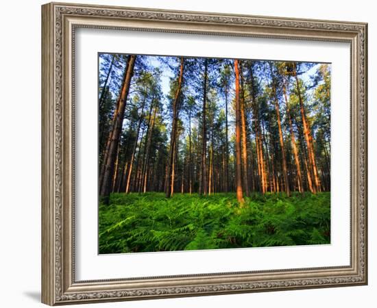 Fern Forest-Doug Chinnery-Framed Photographic Print