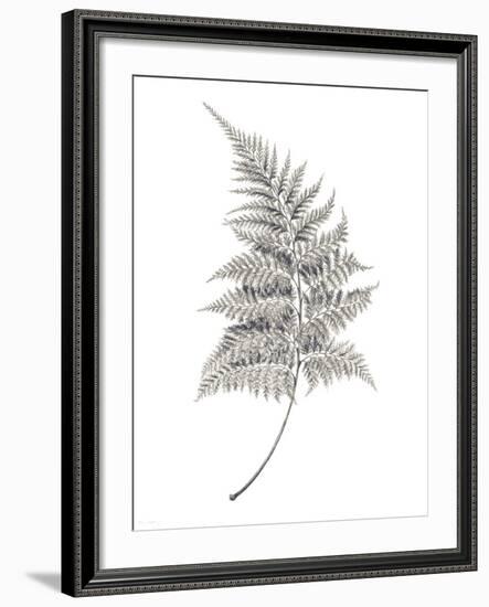 Fern Frond I-Hilary Armstrong-Framed Giclee Print