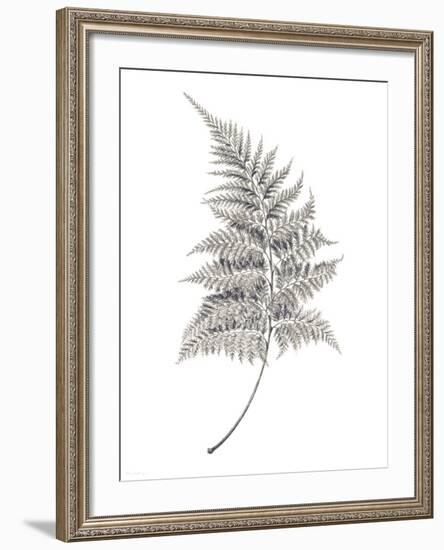 Fern Frond I-Hilary Armstrong-Framed Giclee Print