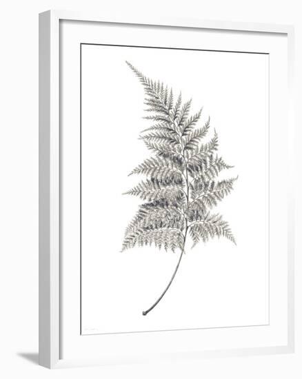 Fern Frond I-Hilary Armstrong-Framed Giclee Print