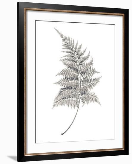 Fern Frond I-Hilary Armstrong-Framed Giclee Print