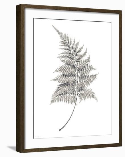 Fern Frond I-Hilary Armstrong-Framed Giclee Print