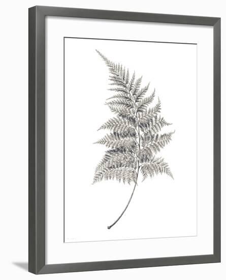 Fern Frond I-Hilary Armstrong-Framed Giclee Print