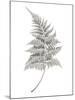 Fern Frond I-Hilary Armstrong-Mounted Giclee Print
