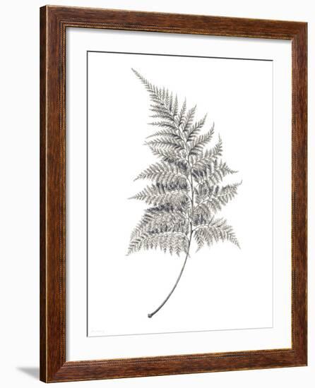 Fern Frond I-Hilary Armstrong-Framed Giclee Print