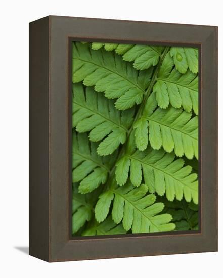 Fern Frond-Clive Nichols-Framed Premier Image Canvas