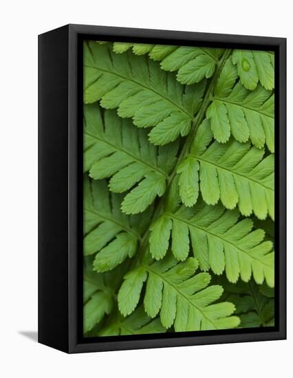 Fern Frond-Clive Nichols-Framed Premier Image Canvas