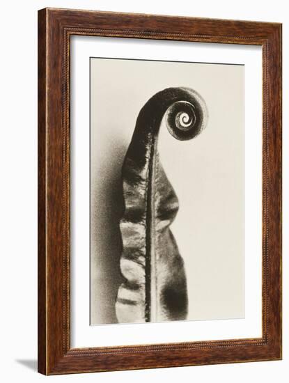 Fern Frond-Graeme Harris-Framed Photographic Print