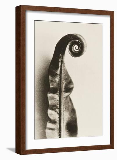 Fern Frond-Graeme Harris-Framed Photographic Print