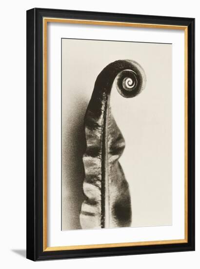 Fern Frond-Graeme Harris-Framed Photographic Print