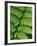 Fern Frond-Clive Nichols-Framed Photographic Print