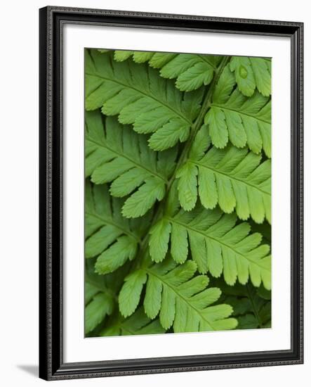 Fern Frond-Clive Nichols-Framed Photographic Print