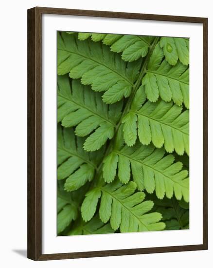 Fern Frond-Clive Nichols-Framed Photographic Print