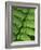 Fern Frond-Clive Nichols-Framed Photographic Print