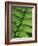 Fern Frond-Clive Nichols-Framed Photographic Print