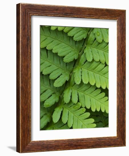 Fern Frond-Clive Nichols-Framed Photographic Print