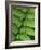 Fern Frond-Clive Nichols-Framed Photographic Print