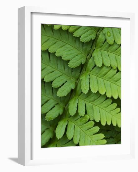 Fern Frond-Clive Nichols-Framed Photographic Print