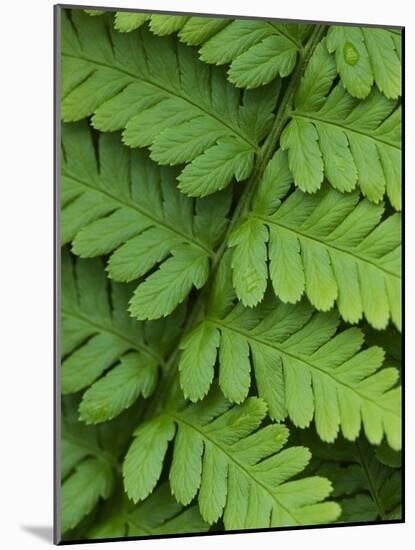 Fern Frond-Clive Nichols-Mounted Photographic Print