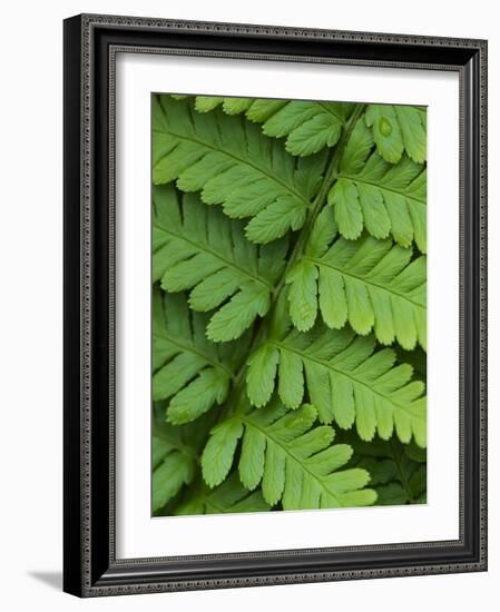 Fern Frond-Clive Nichols-Framed Photographic Print