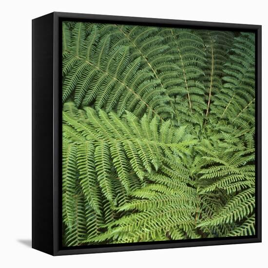 Fern Fronds-Micha Pawlitzki-Framed Premier Image Canvas