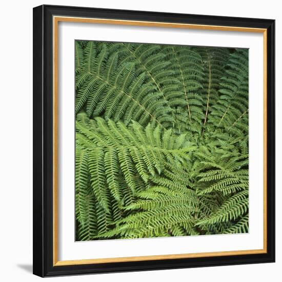 Fern Fronds-Micha Pawlitzki-Framed Photographic Print