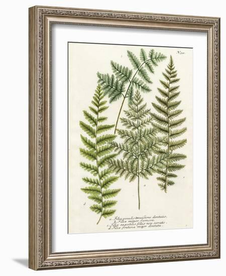 Fern Gathering I-Johann Wilhelm Weinmann-Framed Art Print