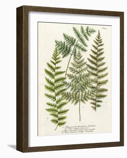 Fern Gathering I-Johann Wilhelm Weinmann-Framed Art Print