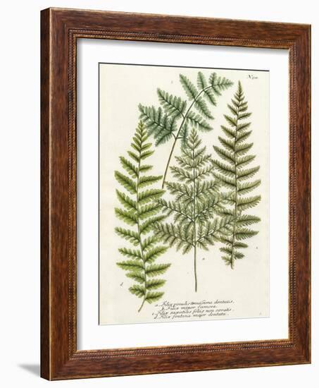 Fern Gathering I-Johann Wilhelm Weinmann-Framed Art Print