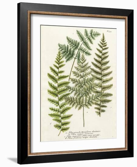 Fern Gathering I-Johann Wilhelm Weinmann-Framed Art Print