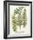 Fern Gathering I-Johann Wilhelm Weinmann-Framed Art Print