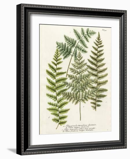 Fern Gathering I-Johann Wilhelm Weinmann-Framed Art Print