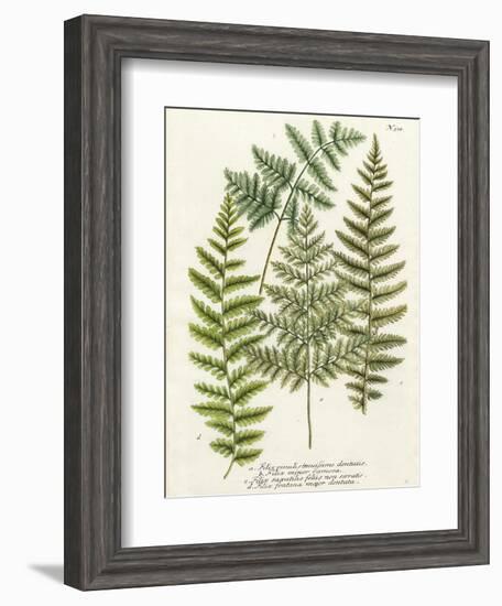 Fern Gathering I-Johann Wilhelm Weinmann-Framed Art Print