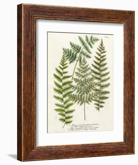 Fern Gathering I-Johann Wilhelm Weinmann-Framed Art Print