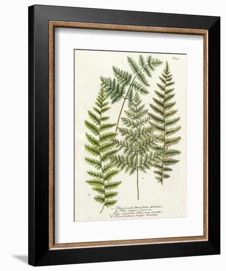 Fern Gathering I-Johann Wilhelm Weinmann-Framed Art Print