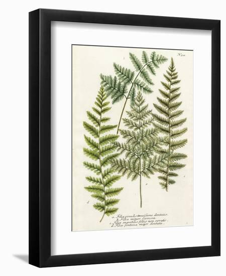 Fern Gathering I-Johann Wilhelm Weinmann-Framed Art Print