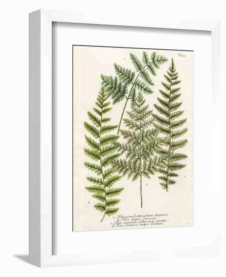 Fern Gathering I-Johann Wilhelm Weinmann-Framed Art Print