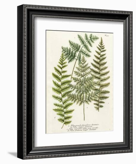 Fern Gathering I-Johann Wilhelm Weinmann-Framed Art Print