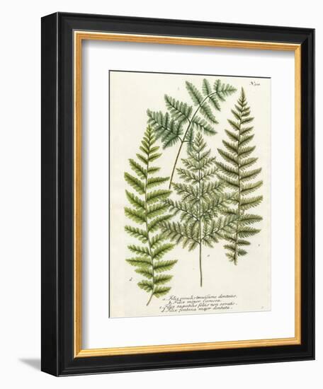 Fern Gathering I-Johann Wilhelm Weinmann-Framed Art Print