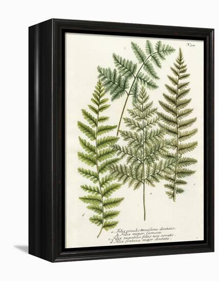 Fern Gathering I-Johann Wilhelm Weinmann-Framed Stretched Canvas