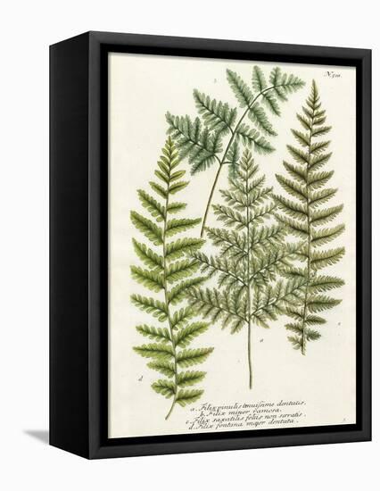 Fern Gathering I-Johann Wilhelm Weinmann-Framed Stretched Canvas