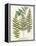 Fern Gathering I-Johann Wilhelm Weinmann-Framed Stretched Canvas