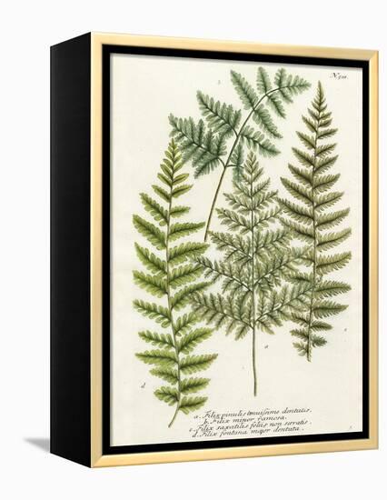 Fern Gathering I-Johann Wilhelm Weinmann-Framed Stretched Canvas