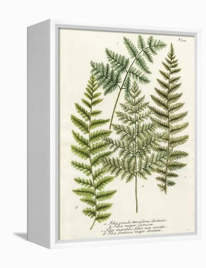 Fern Gathering I-Johann Wilhelm Weinmann-Framed Stretched Canvas